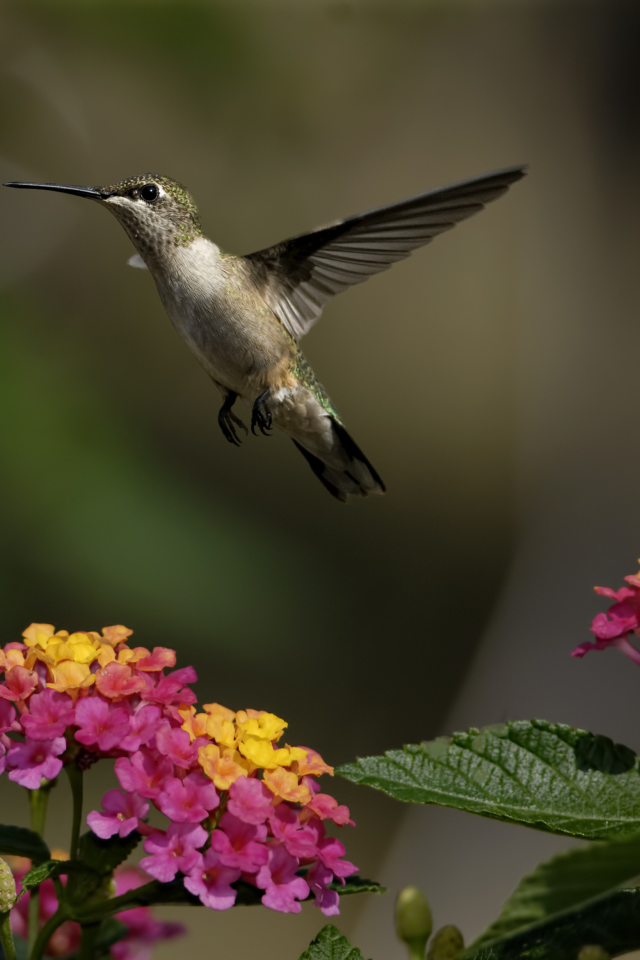 Обои Hummingbird And Colorful Flowers 640x960