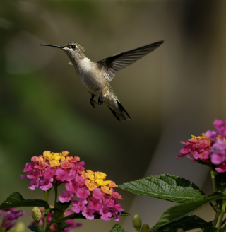 Kostenloses Hummingbird And Colorful Flowers Wallpaper für iPad 2