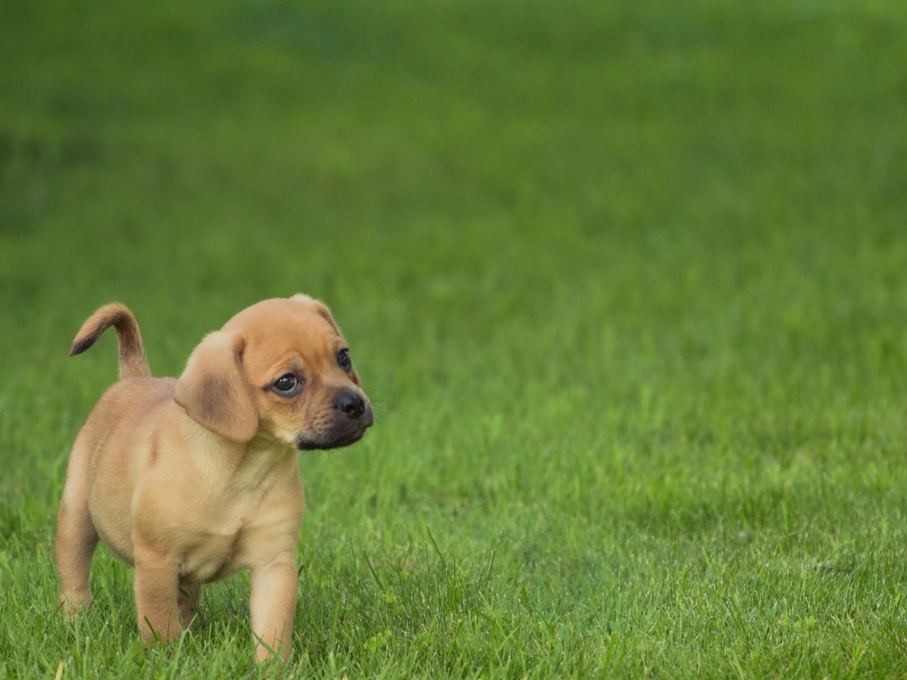 Das Golden Puppy Wallpaper 1280x960