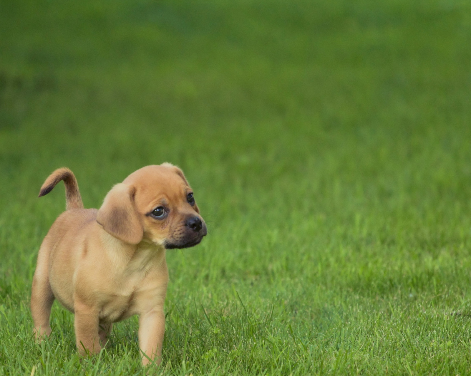 Das Golden Puppy Wallpaper 1600x1280