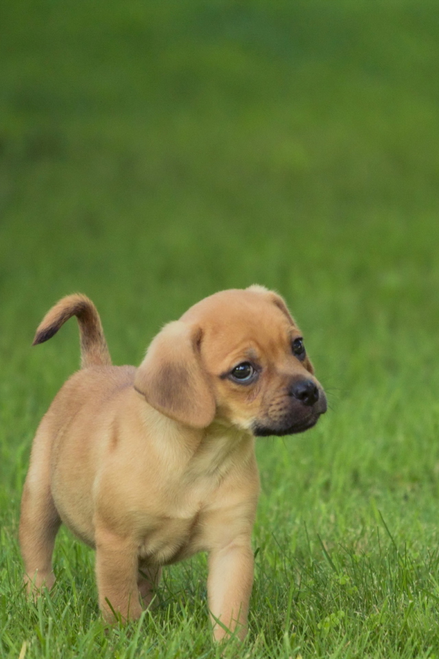 Das Golden Puppy Wallpaper 640x960