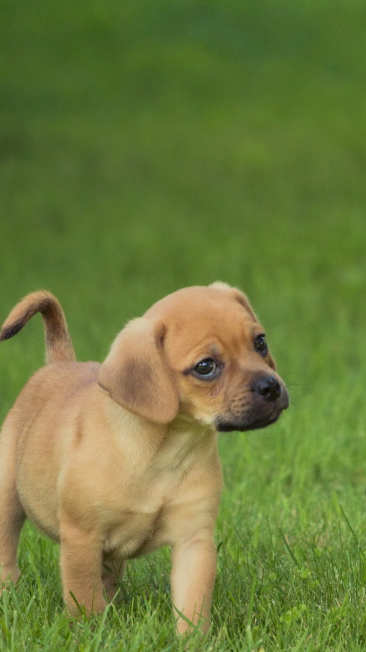 Golden Puppy wallpaper 750x1334