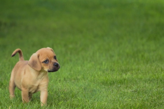 Golden Puppy - Obrázkek zdarma pro Sony Xperia M