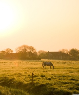 Village In The Morning - Obrázkek zdarma pro 640x960