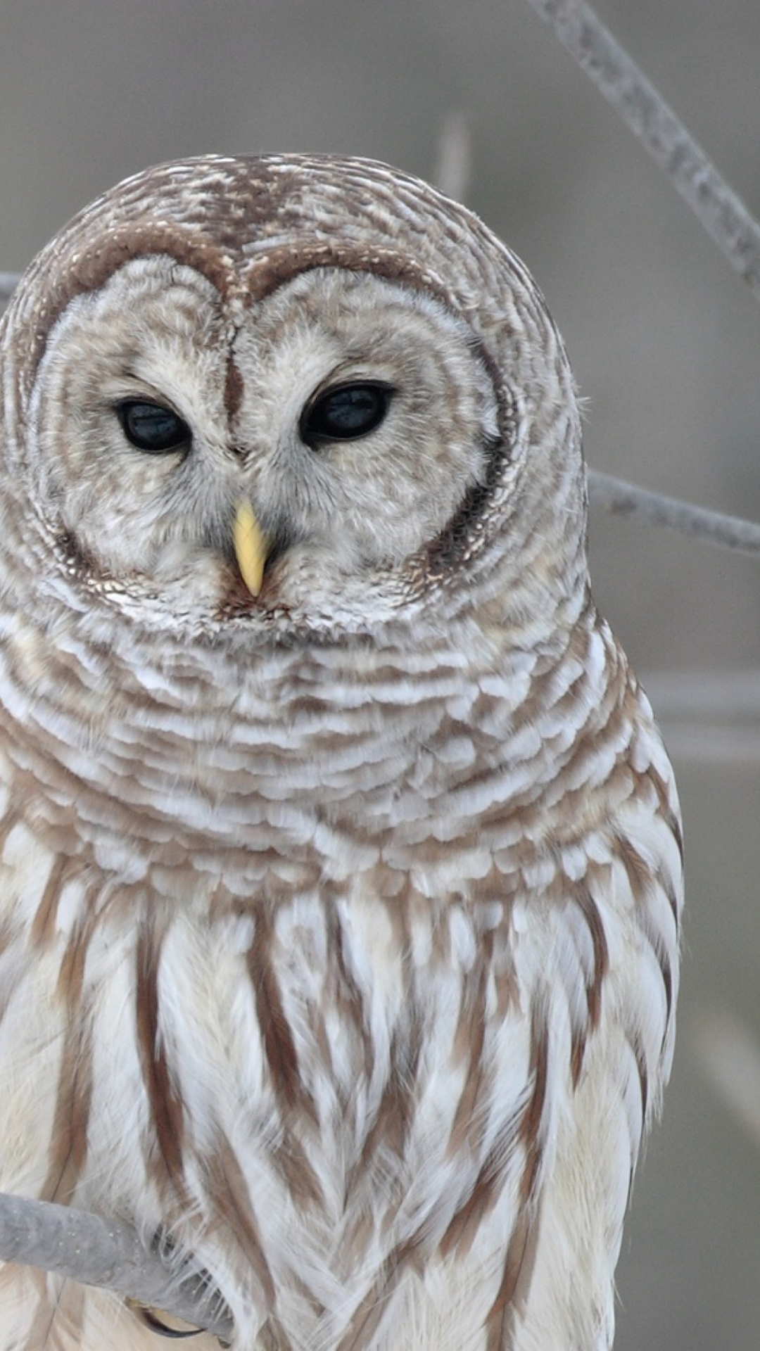Das Owl Wallpaper 1080x1920