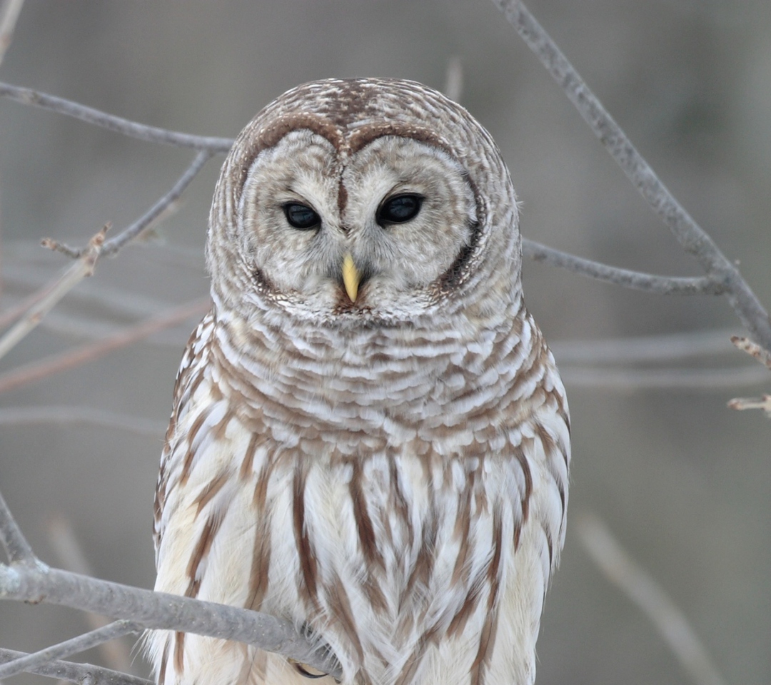 Das Owl Wallpaper 1080x960