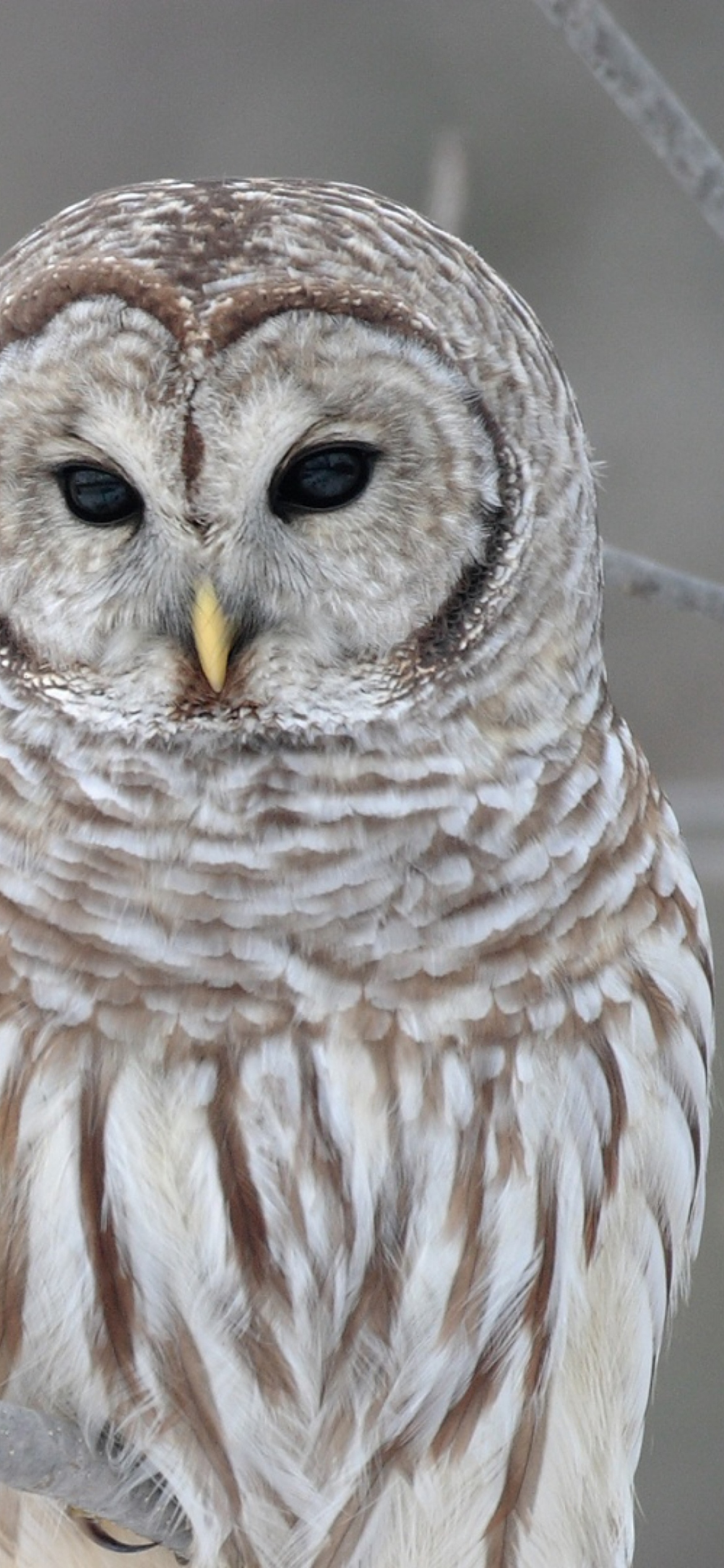 Owl screenshot #1 1170x2532
