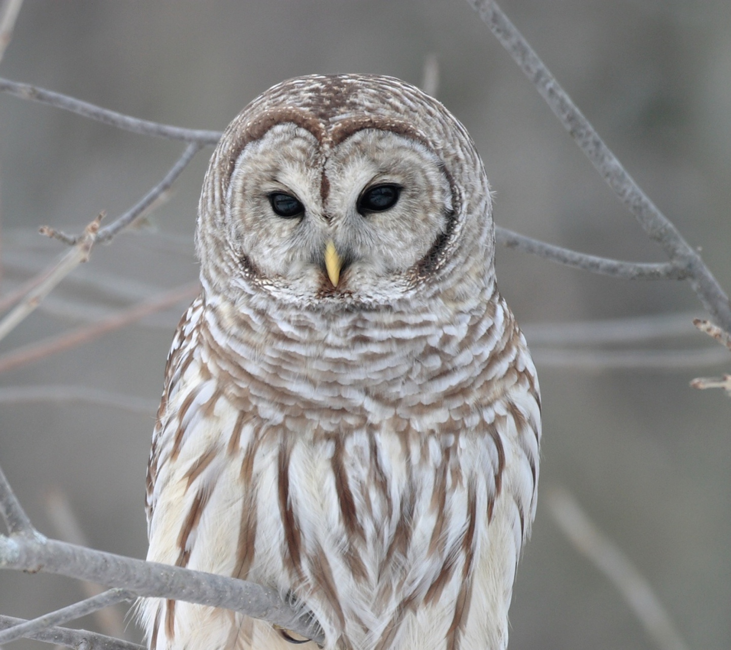 Sfondi Owl 1440x1280