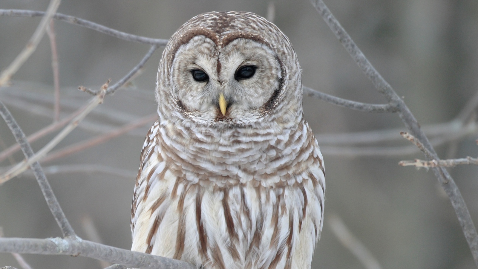 Sfondi Owl 1600x900