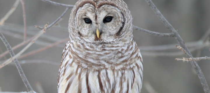 Owl wallpaper 720x320