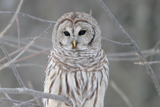 Owl - Obrázkek zdarma pro 1280x800