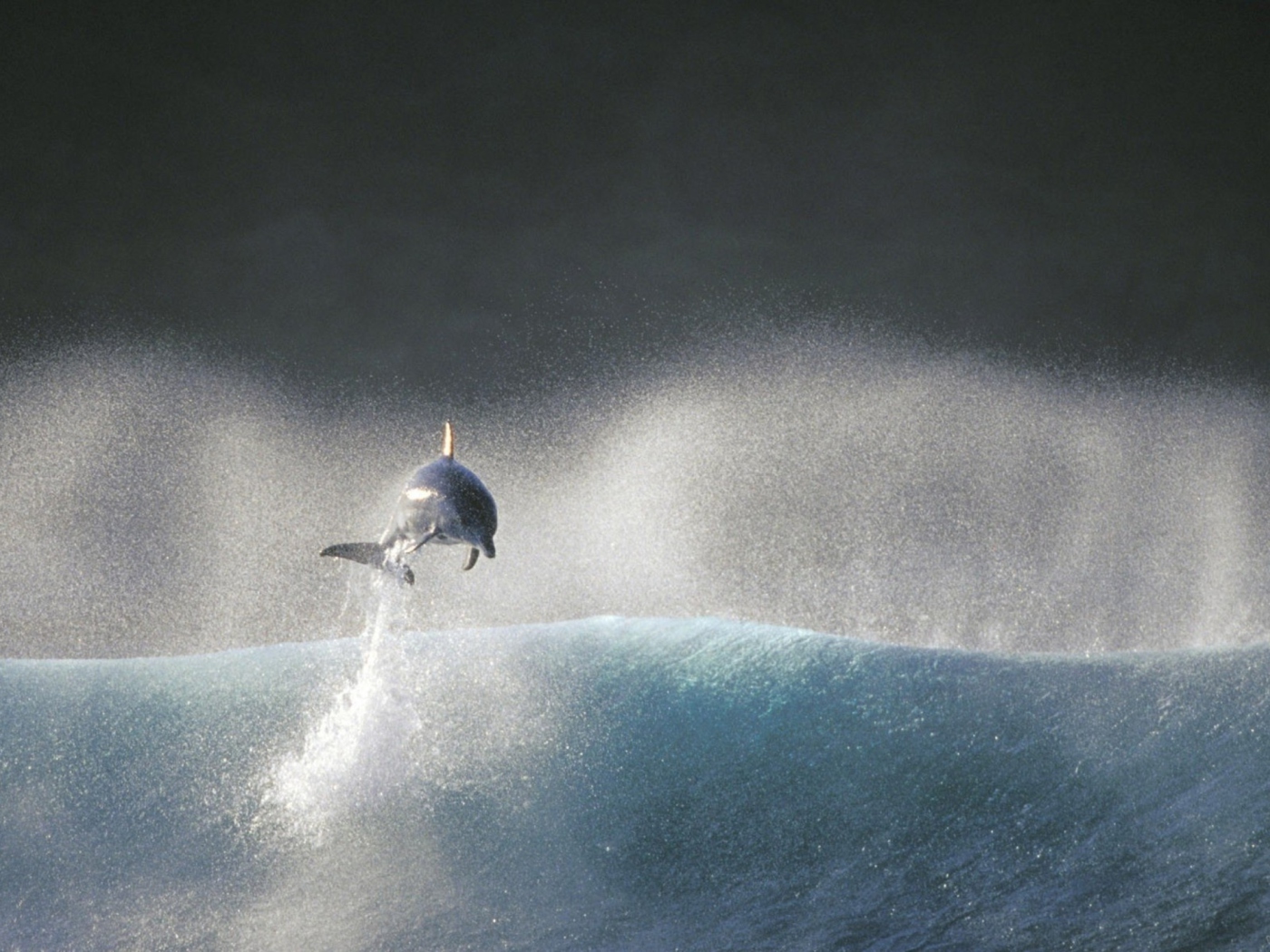 Sfondi Dolphin Jumping In Water 1400x1050