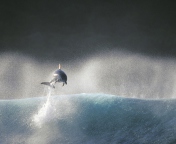 Sfondi Dolphin Jumping In Water 176x144