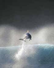 Fondo de pantalla Dolphin Jumping In Water 176x220