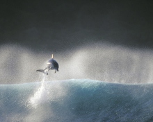 Dolphin Jumping In Water wallpaper 220x176