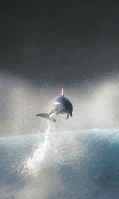 Dolphin Jumping In Water wallpaper 240x400