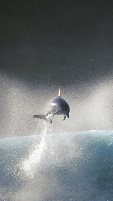 Dolphin Jumping In Water wallpaper 360x640