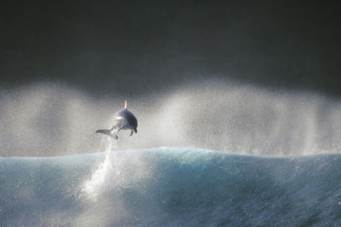 Fondo de pantalla Dolphin Jumping In Water 480x320