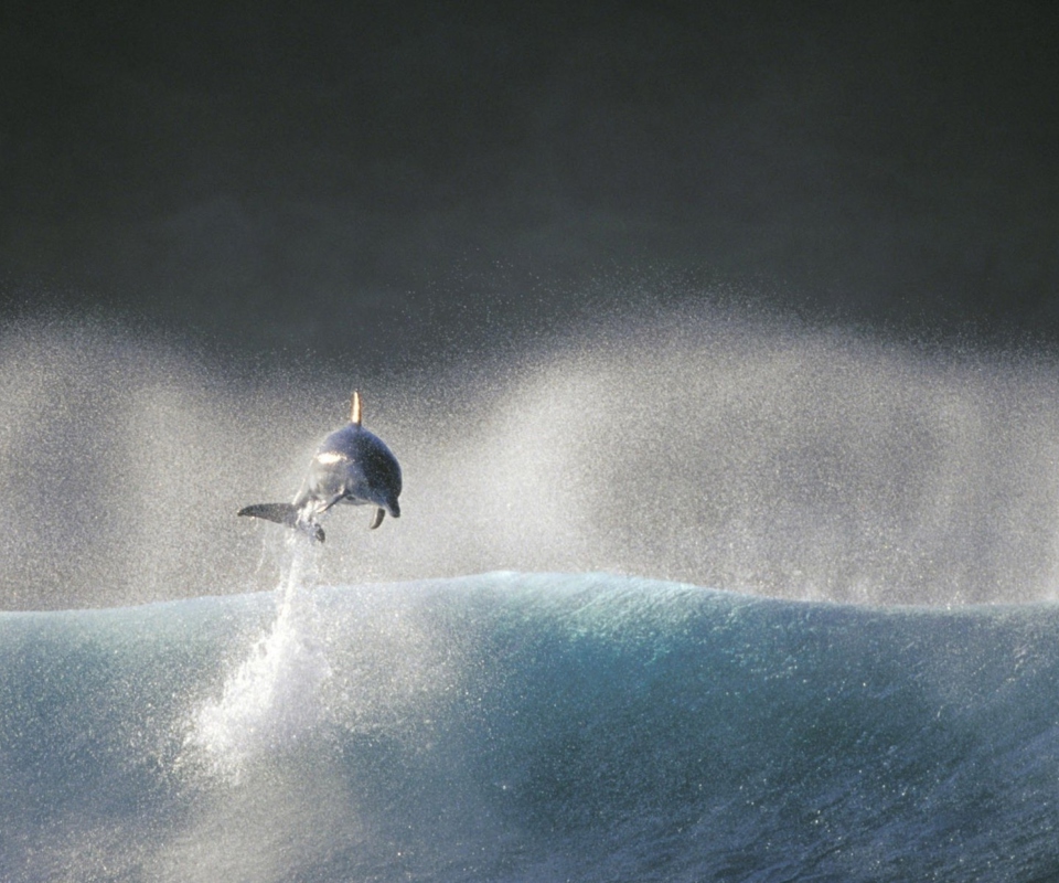 Sfondi Dolphin Jumping In Water 960x800
