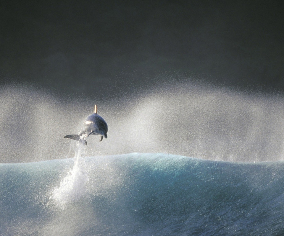 Das Dolphin Jumping In Water Wallpaper 960x800