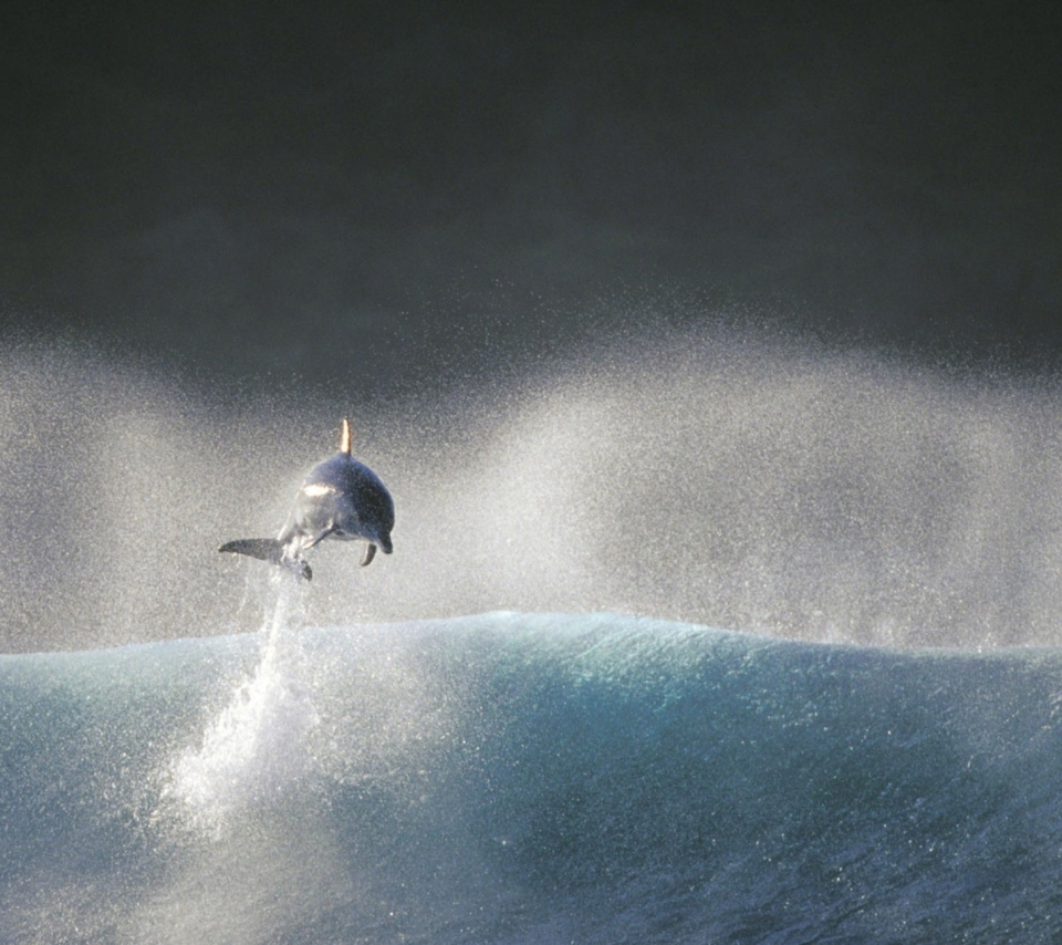 Dolphin Jumping In Water screenshot #1 960x854