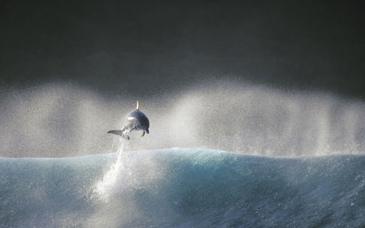 Fondo de pantalla Dolphin Jumping In Water