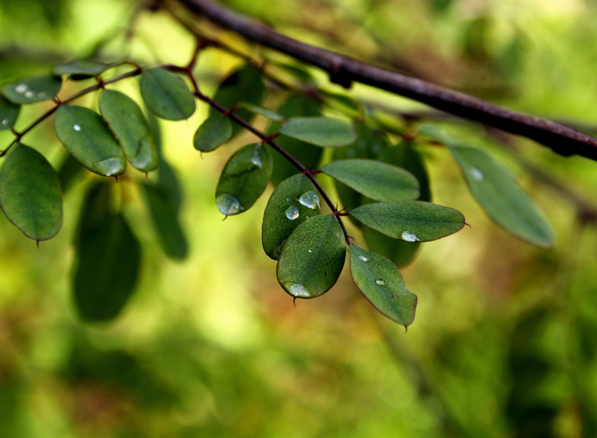 Macro Green Leaves wallpaper 1920x1408