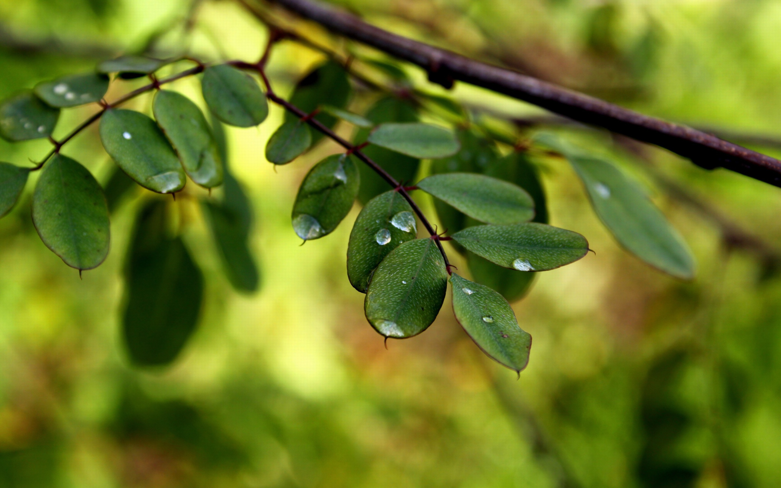 Screenshot №1 pro téma Macro Green Leaves 2560x1600