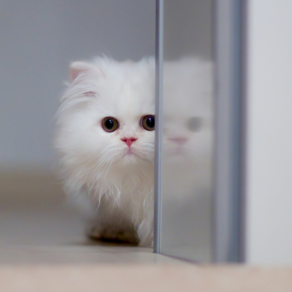Sfondi White Persian Kitten 1024x1024