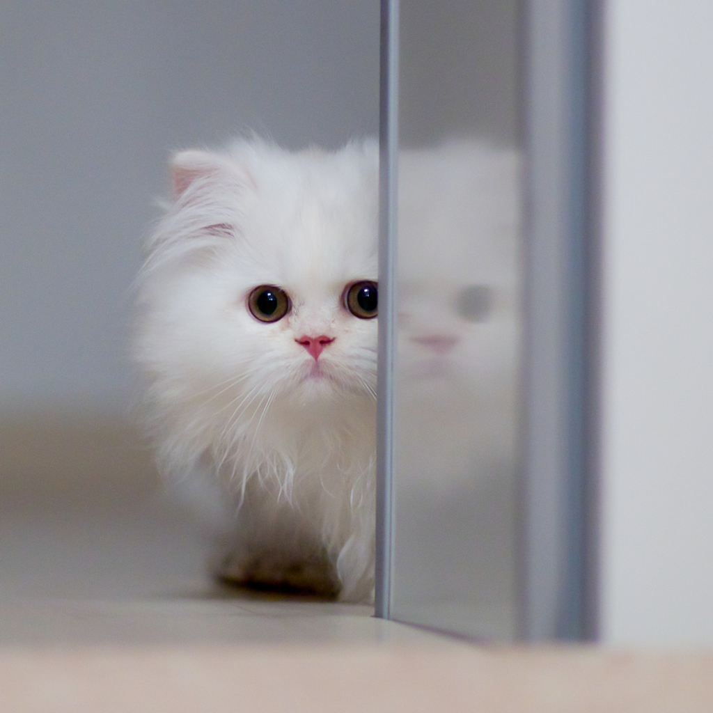 Screenshot №1 pro téma White Persian Kitten 1024x1024