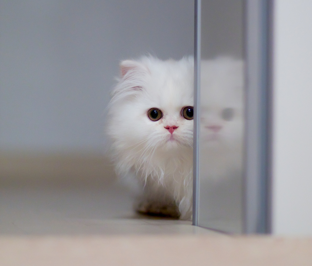 White Persian Kitten screenshot #1 1200x1024