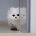 White Persian Kitten screenshot #1 128x128