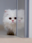 Fondo de pantalla White Persian Kitten 132x176