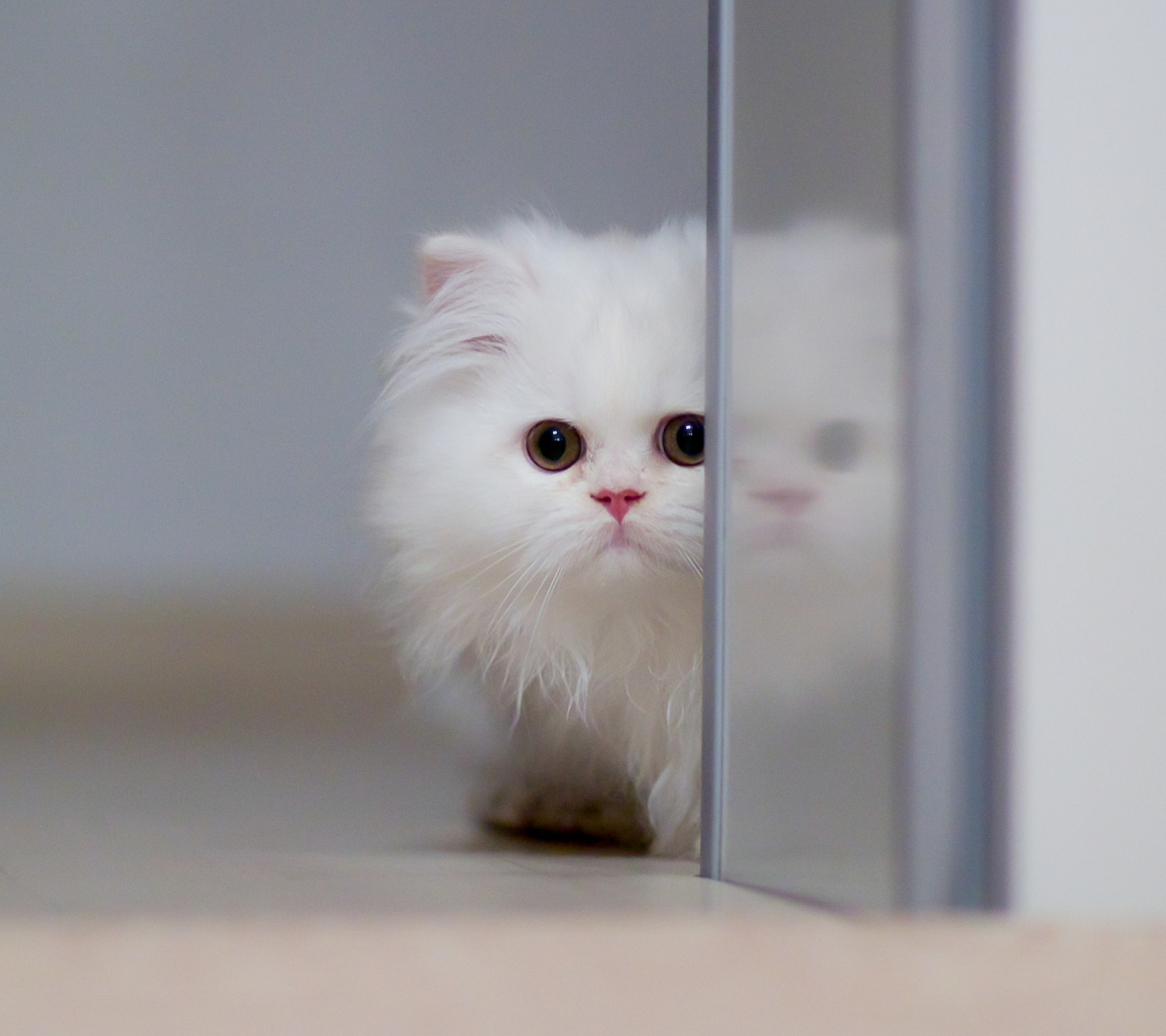 Обои White Persian Kitten 1440x1280