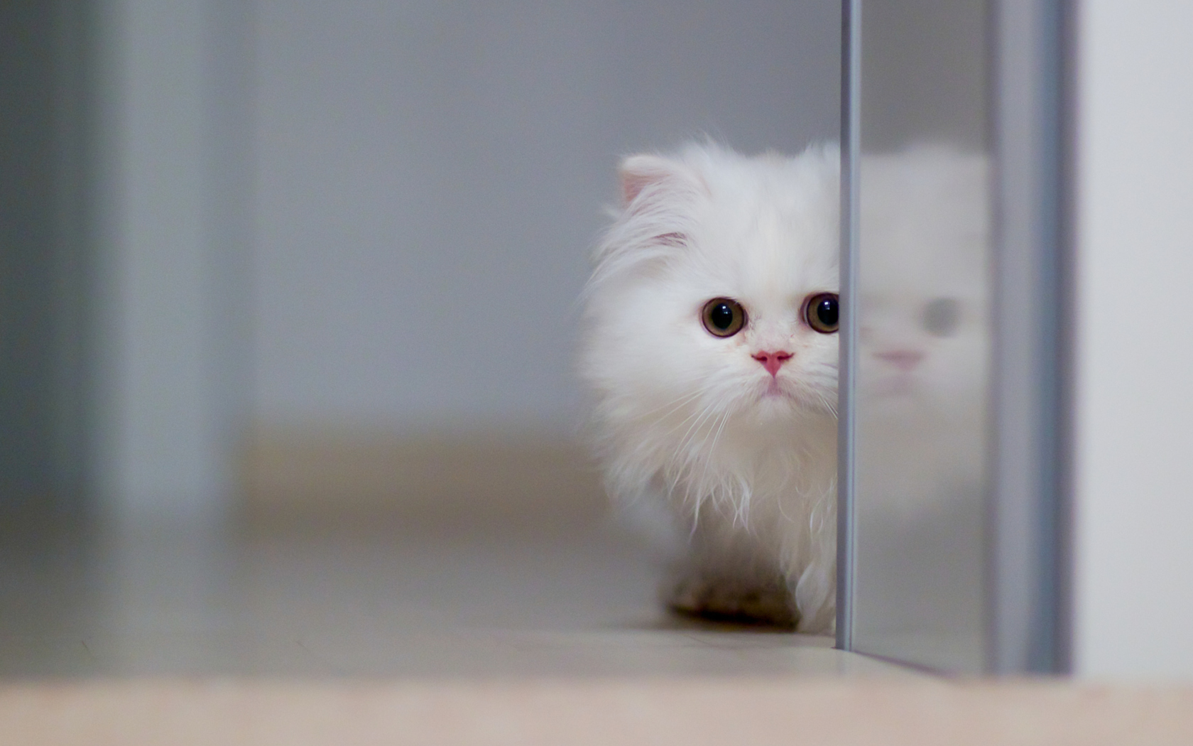 Обои White Persian Kitten 1680x1050