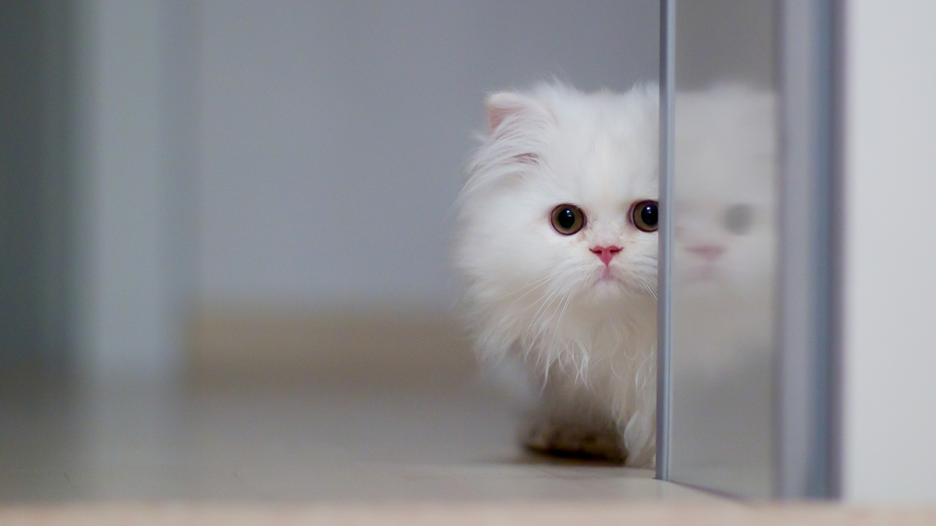 Sfondi White Persian Kitten 1920x1080