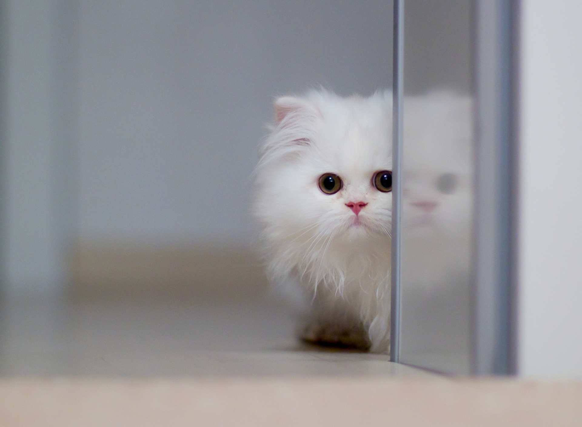 Обои White Persian Kitten 1920x1408