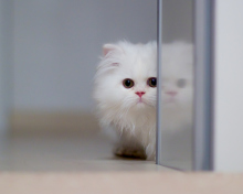 White Persian Kitten wallpaper 220x176