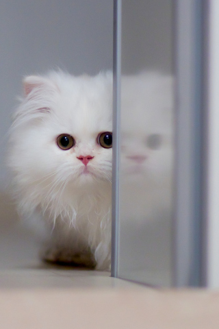 Обои White Persian Kitten 320x480
