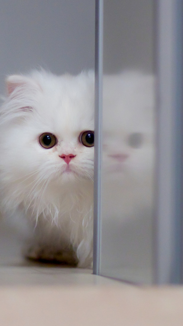 Обои White Persian Kitten 360x640
