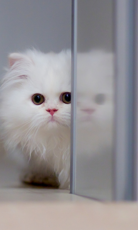 Обои White Persian Kitten 480x800
