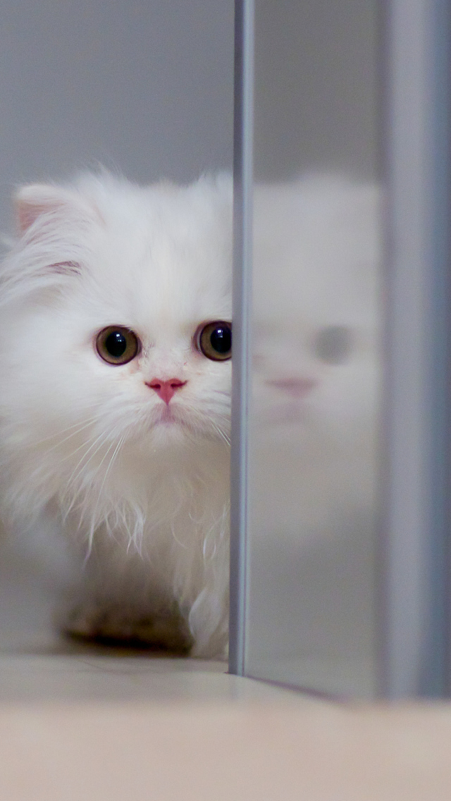 Sfondi White Persian Kitten 640x1136