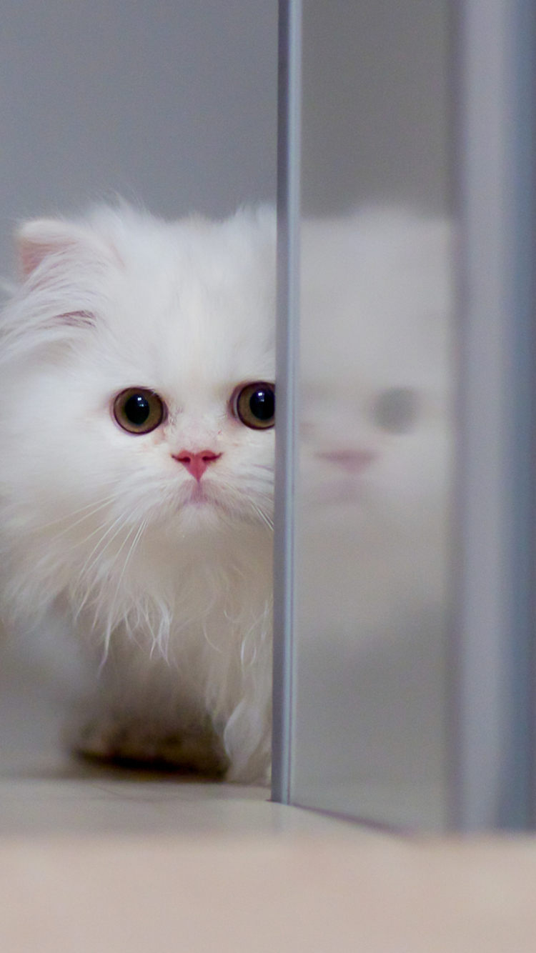 Обои White Persian Kitten 750x1334