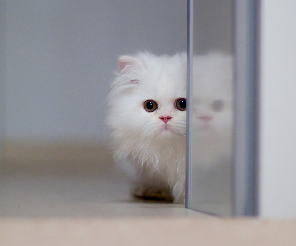 Обои White Persian Kitten 960x800