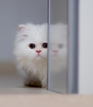 White Persian Kitten - Obrázkek zdarma pro Sharp FX