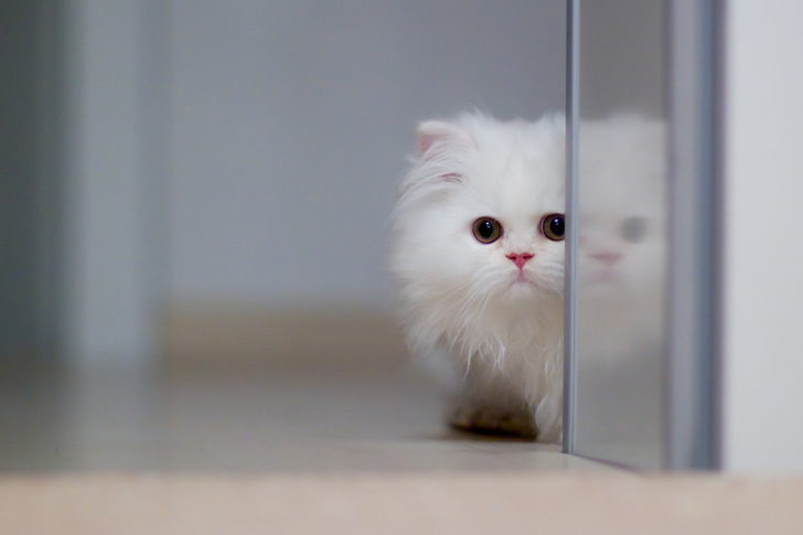 White Persian Kitten wallpaper