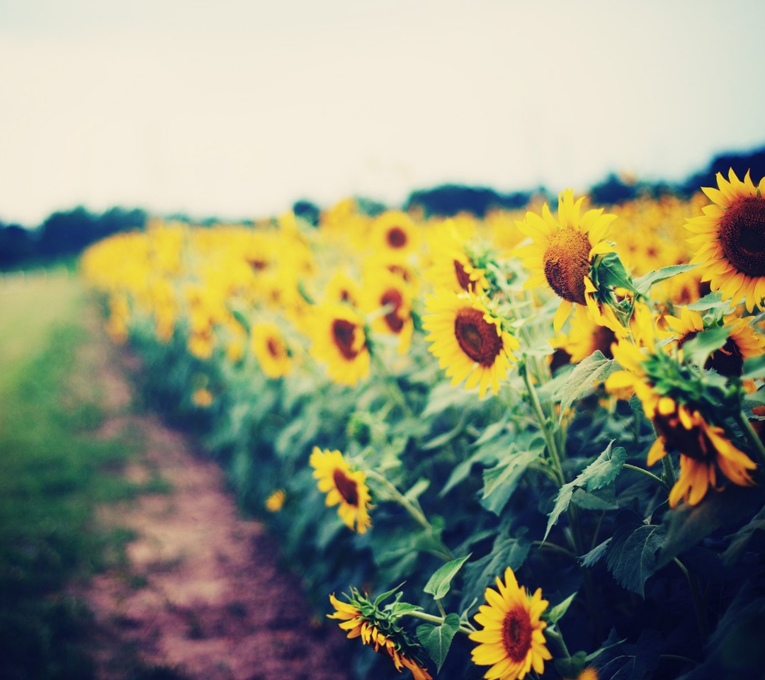 Das Sunflower Field Wallpaper 1080x960