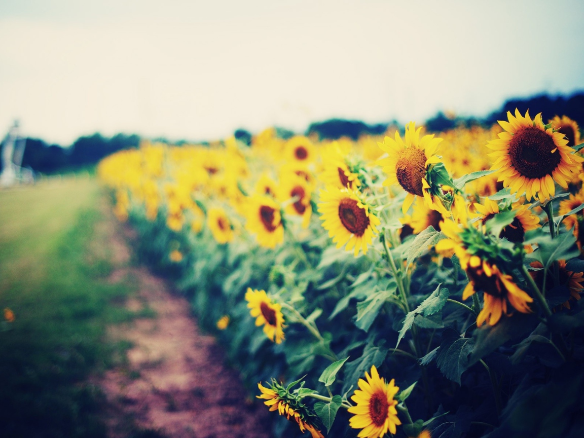 Sfondi Sunflower Field 1152x864
