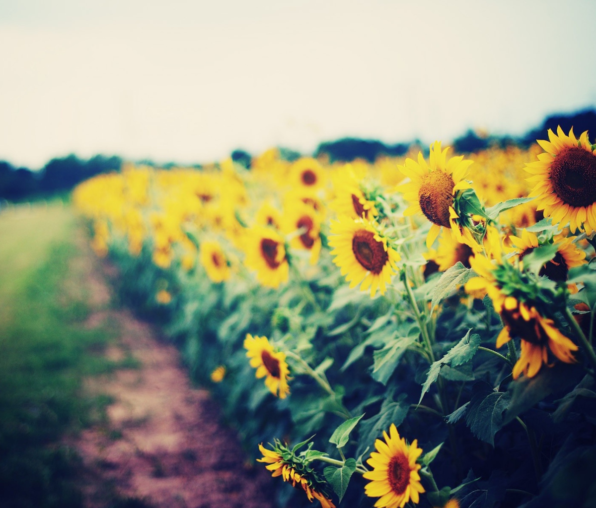 Sfondi Sunflower Field 1200x1024