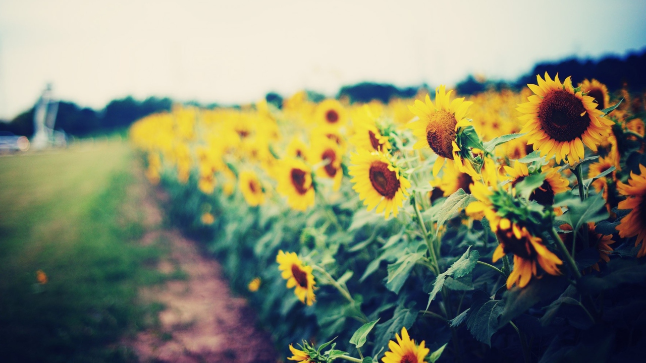 Das Sunflower Field Wallpaper 1280x720
